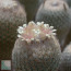 Epithelantha micromeris var. pachyrhiza, particolare dei fiori (fotografia di prodotti non oggetto di questa offerta, ai soli fini descrittivi).